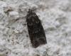 Cnephasia sp.